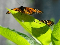 12761CrLeSh - Butterfly House, Insectarium de Quebec.JPG
